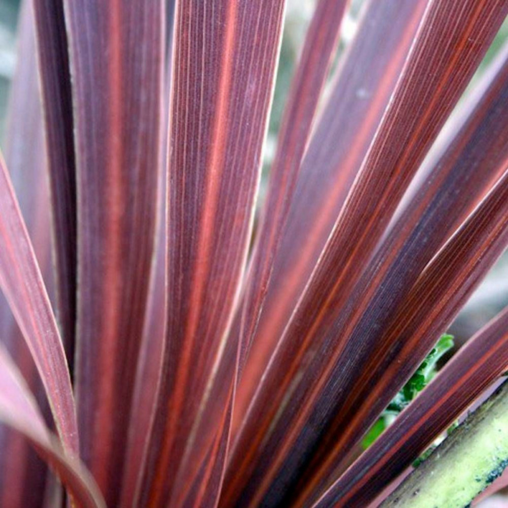 Lin de nouvelle-zélande pink panther, phormium pot de 4l - 20/40 cm