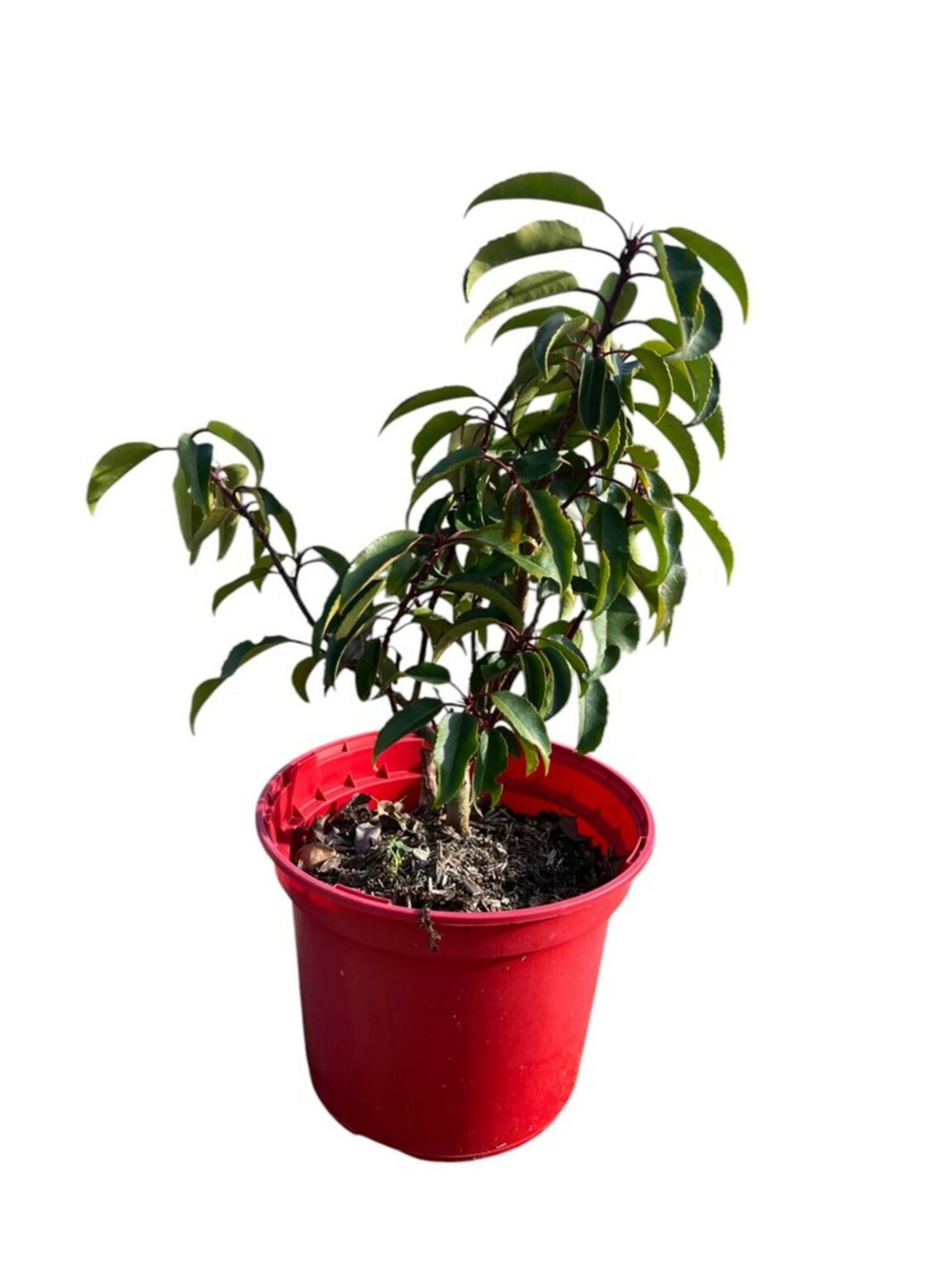 Prunus lusitanica 'angustifolia' - pot 4 l