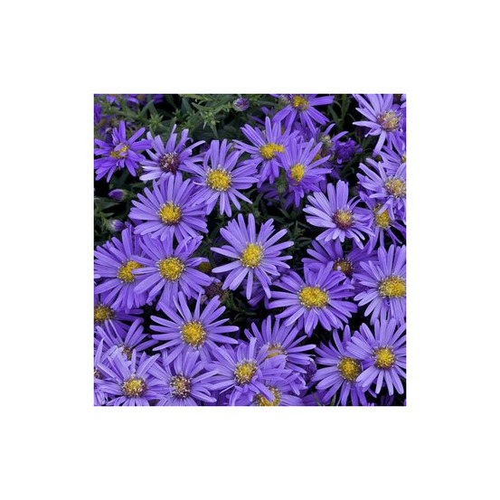 Aster d'automne fidelio, aster dumosus lot de 5 godets