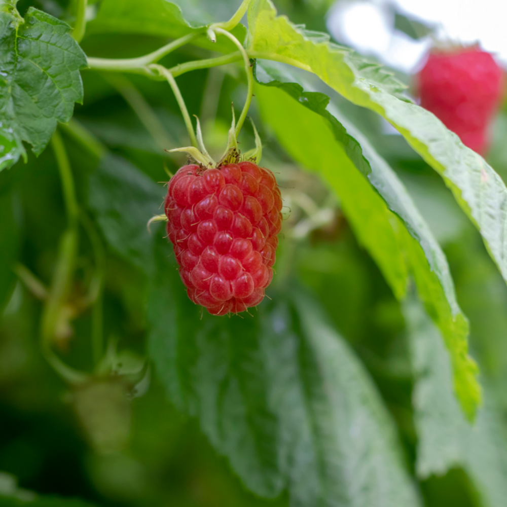 Framboisier tulameen - rubus idaeus tulameen 50/60cm