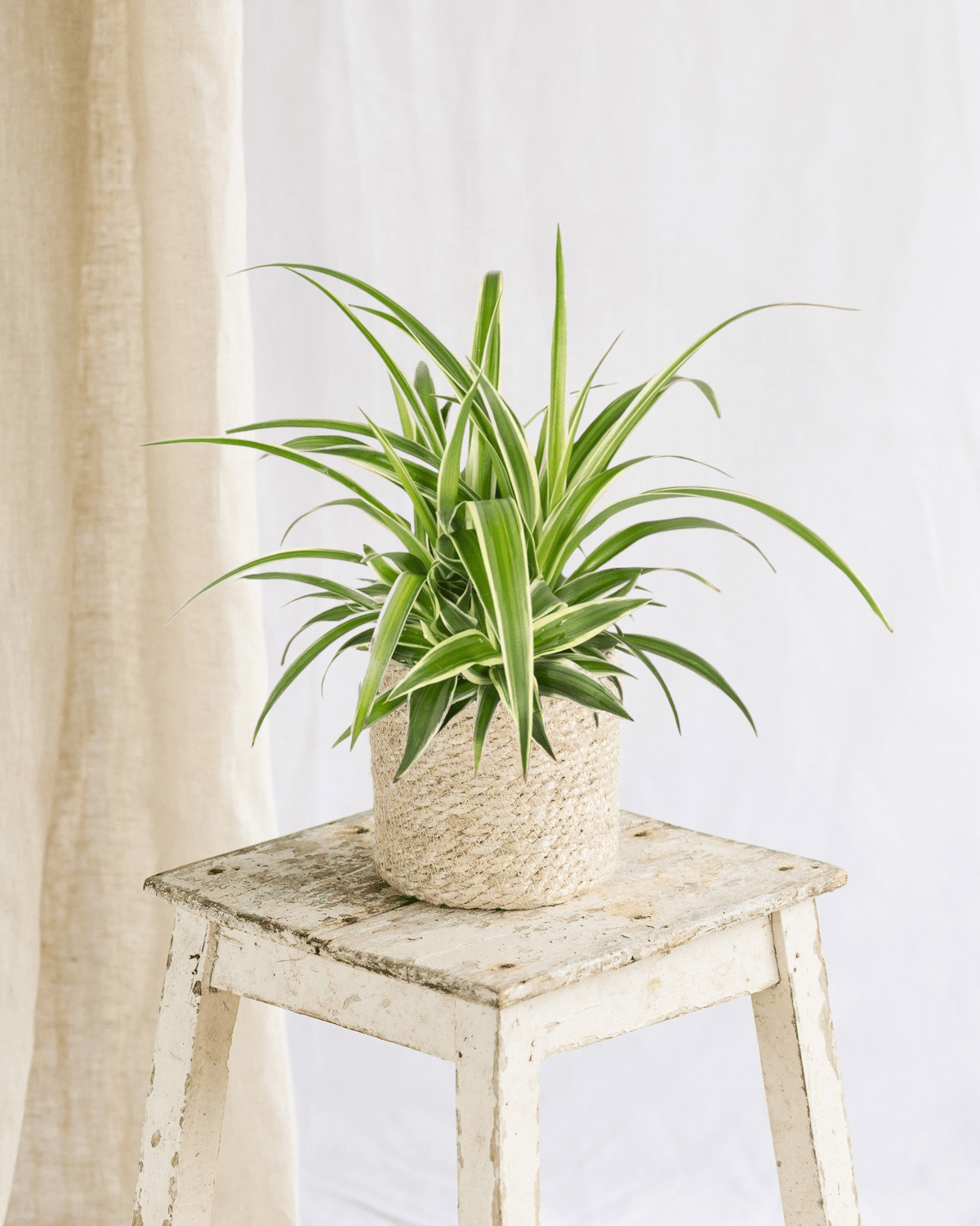 Plante d'intérieur - chlorophytum variegata 12cm