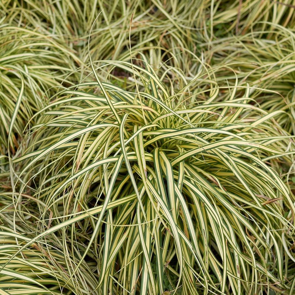 Laîche d'oshima evergold - carex evergold - les 2 pots / ø 9cm