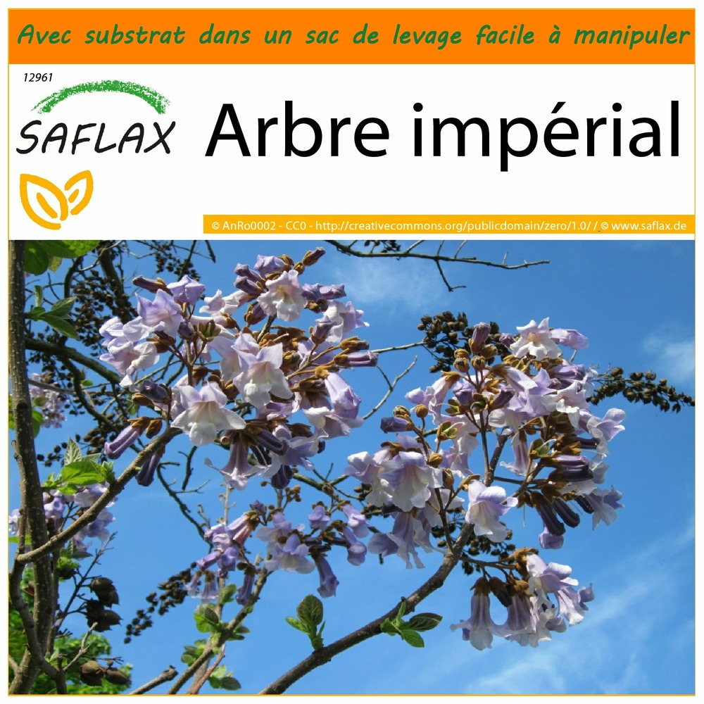 Garden in the bag - arbre impérial - 200 graines - paulownia tomentosa