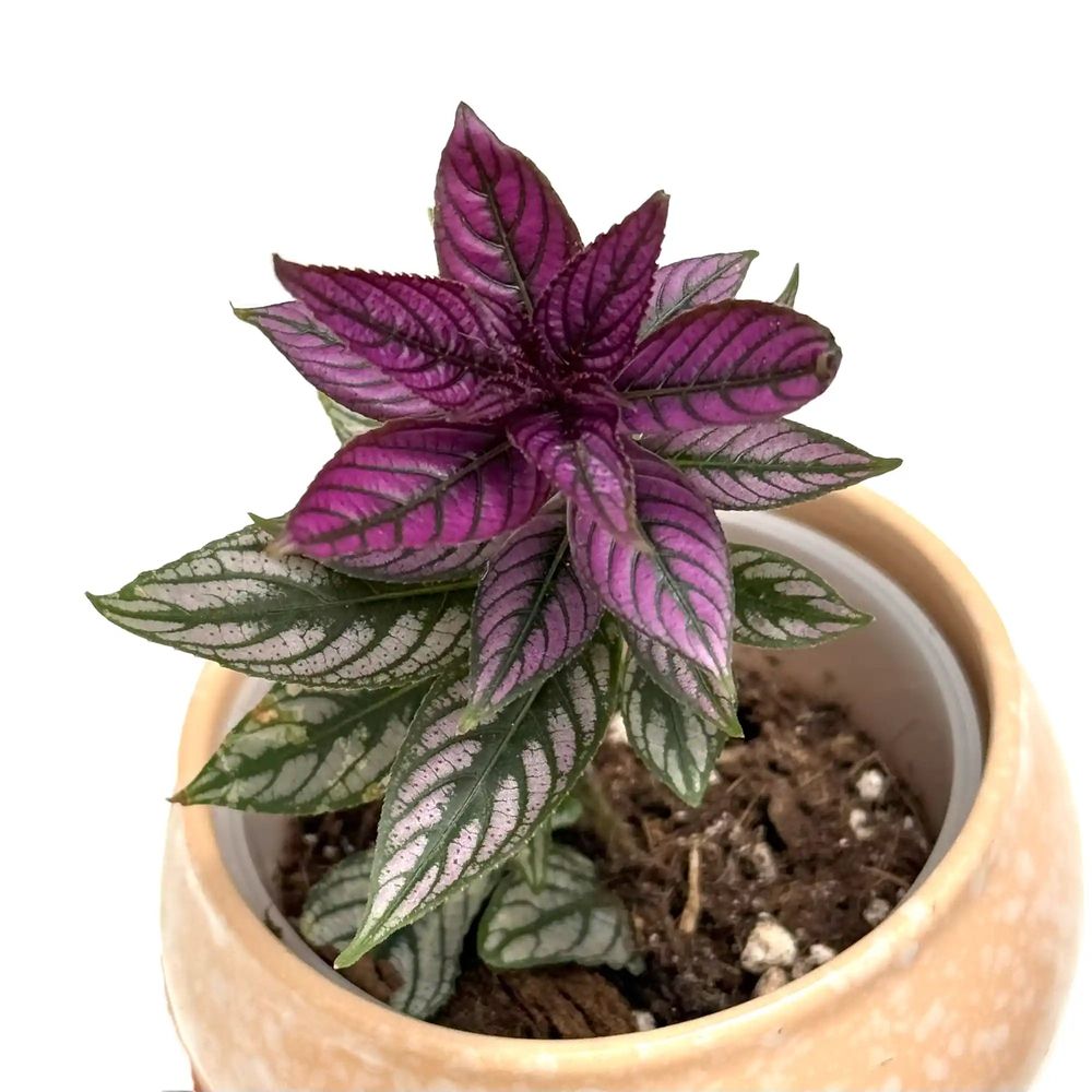 Strobilanthes - pot de 9cm