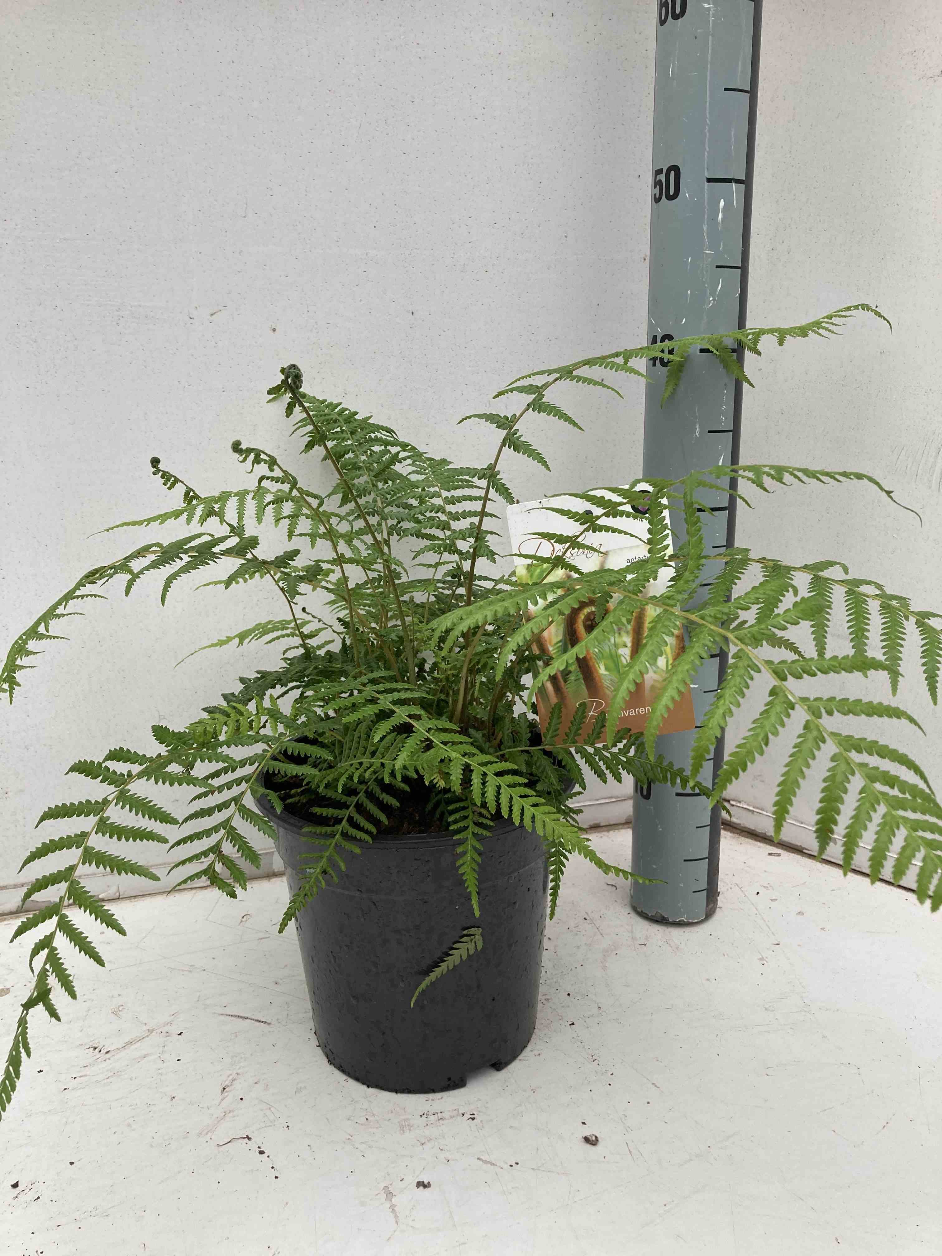 Dicksonia antartica (fougères arborescentes) taille stipe 30/40 total 90/120cm 12l