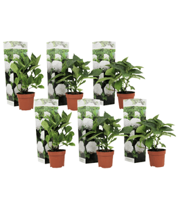 Hortensia - set de 6 - hydrangea macrophylla 'wudu' - hauteur 25-40cm - ⌀9cm
