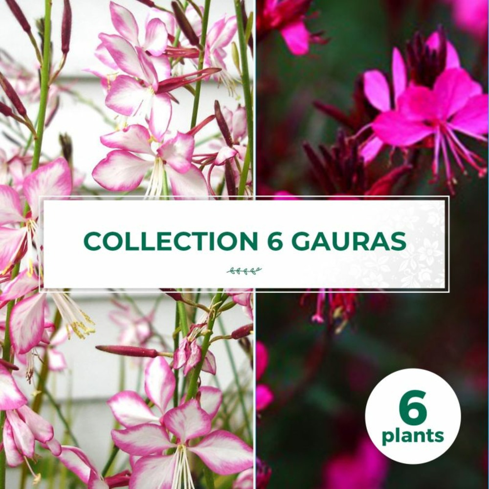 Collection de 6 gauras