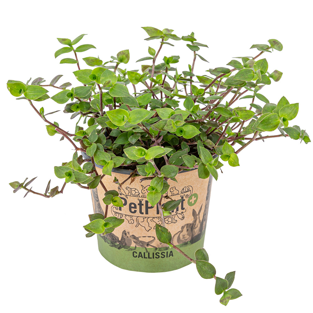 Callisia repens - plante tortue - comestible pour animaux - 40-50 cm de haut - pot 15 cm