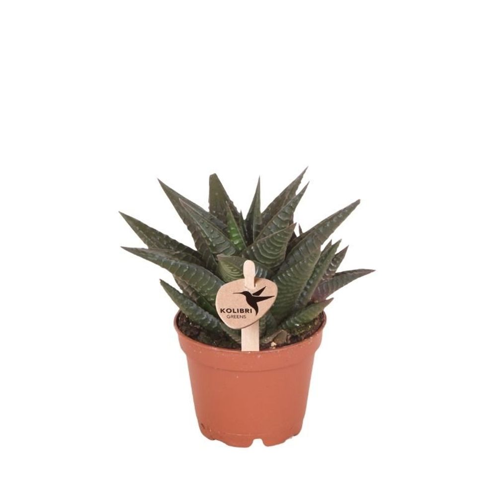 Succulente haworthia limifolia - ø6cm - ↕11cm - plantes d'intérieur