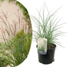 Miscanthus sinensis 'kleine silberspinne' - herbe ornementale - pot 23cm - hauteur 20-30cm