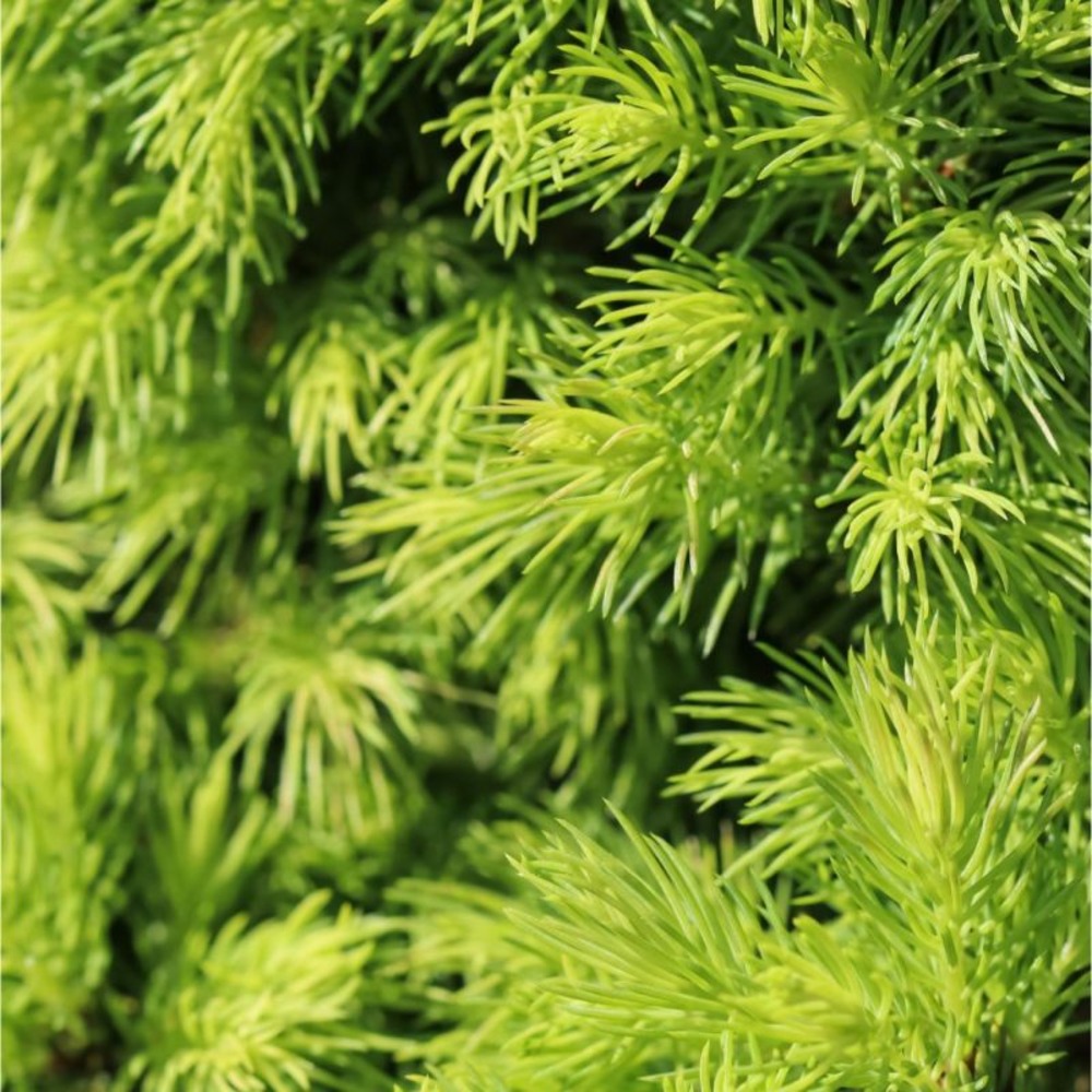 Épicéa blanc jalako gold - picea glauca jalako gold 20/30cm pot 2,5l