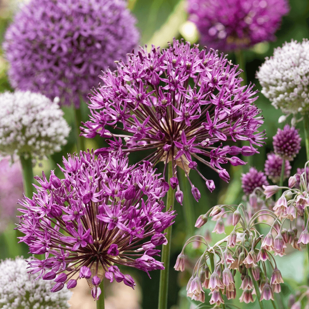 Mélange d'ails d'ornement (allium) - floraison estivale - calibre 10/12 - 640 bulbes