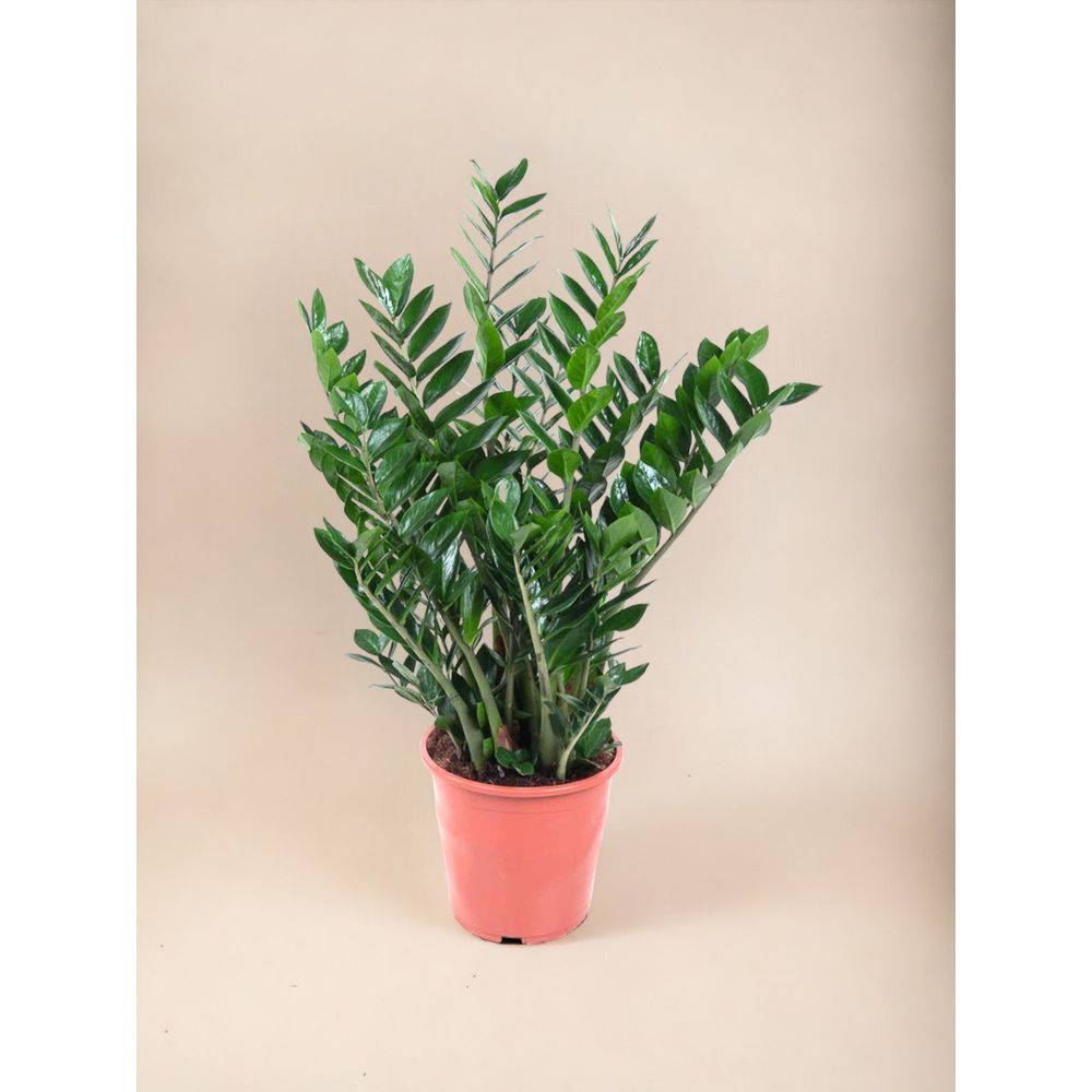 Zamioculca Zamiifolia Plante D'Intérieur En Pot 13 Cm - Hauteur 30-40 Cm - Idéale Bureau Et Maison