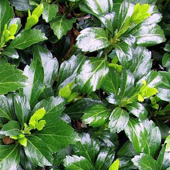 6 x pachysandra terminalis - pachysandra terminalis 'green carpet' - godet 9cm x 9cm