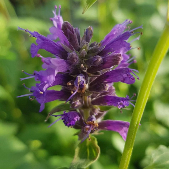 Agastache serpentine lot de 3 godets