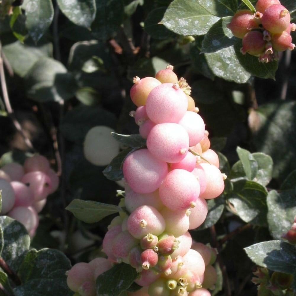 Symphorine hancock, symphoricarpos pot de 3l - 20/40 cm