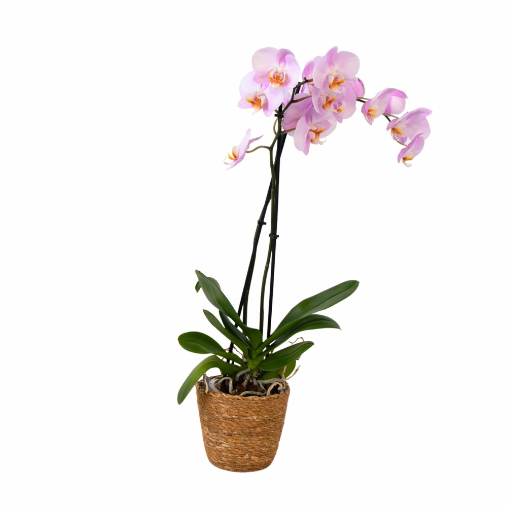 Orchidée papillon - phalaenopsis - hauteur 50-60cm - ⌀12cm