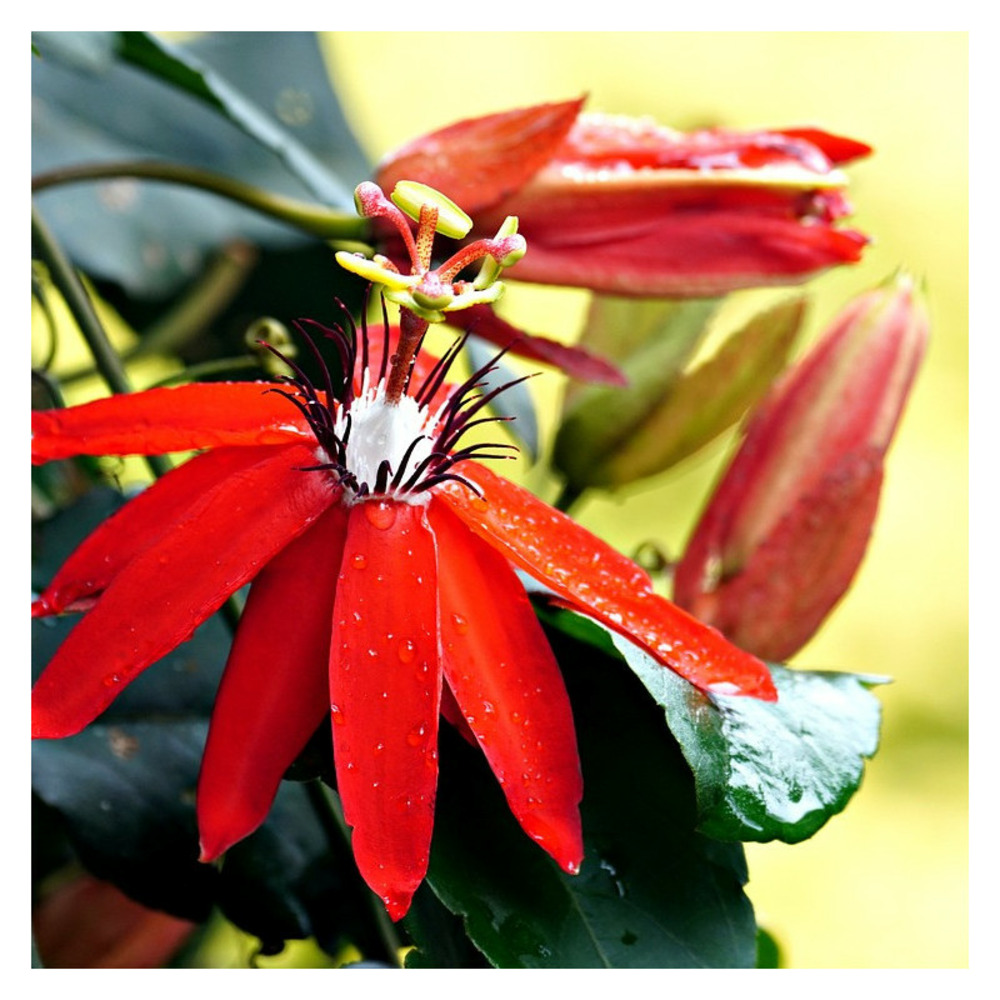 Passiflore antioquiensis godet - 5/20 cm