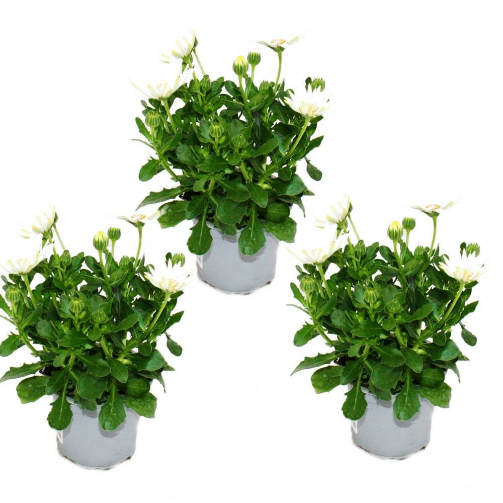 Panier cape - osteospermum ecklonis - pot 12cm - set de 3 plantes - blanc
