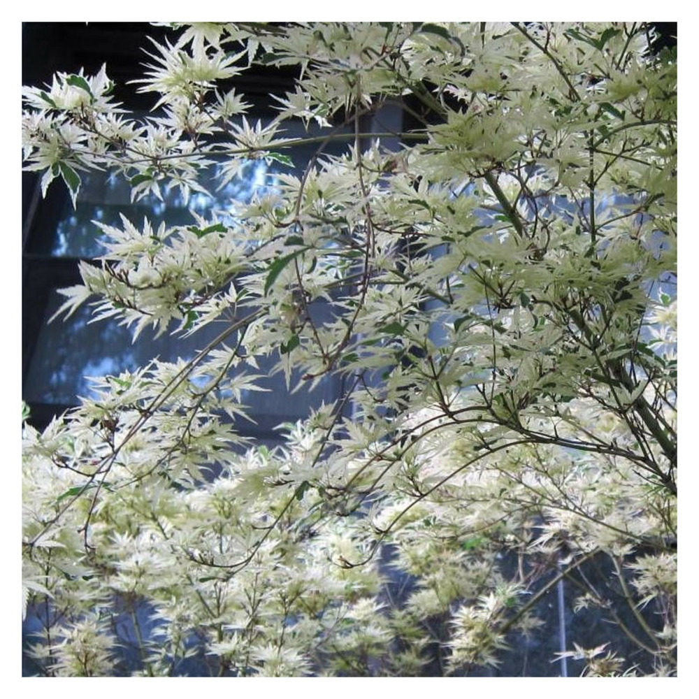 Érable du japon butterfly, acer palmatum pot de 4l - 60/100 cm