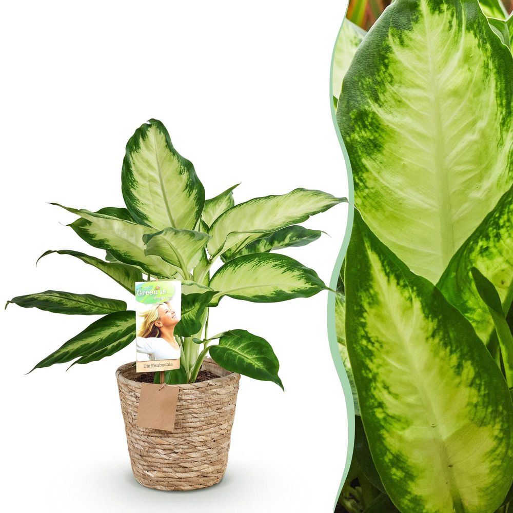 Diefenbachia camilla - dieffenbachia - pot de 17cm - hauteur 45-50cm - plantes d'intérieur