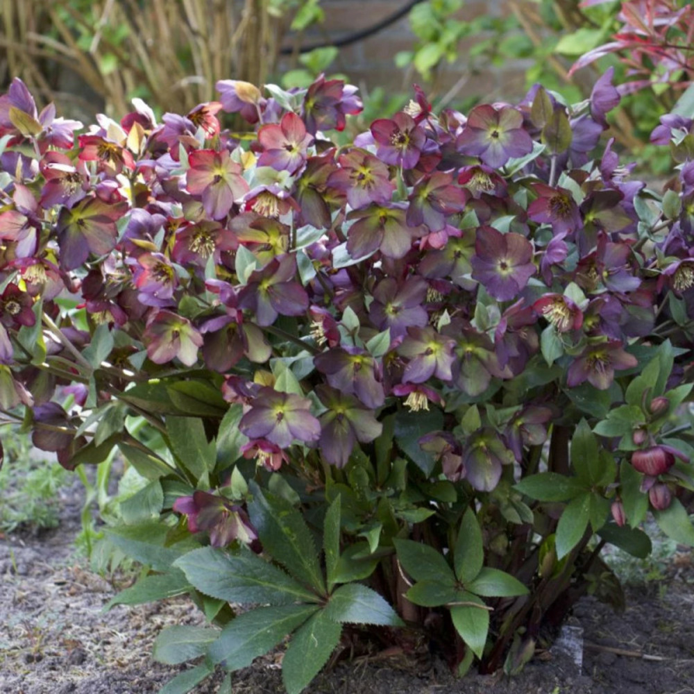 Hellébore star of passion godet - 5/20 cm