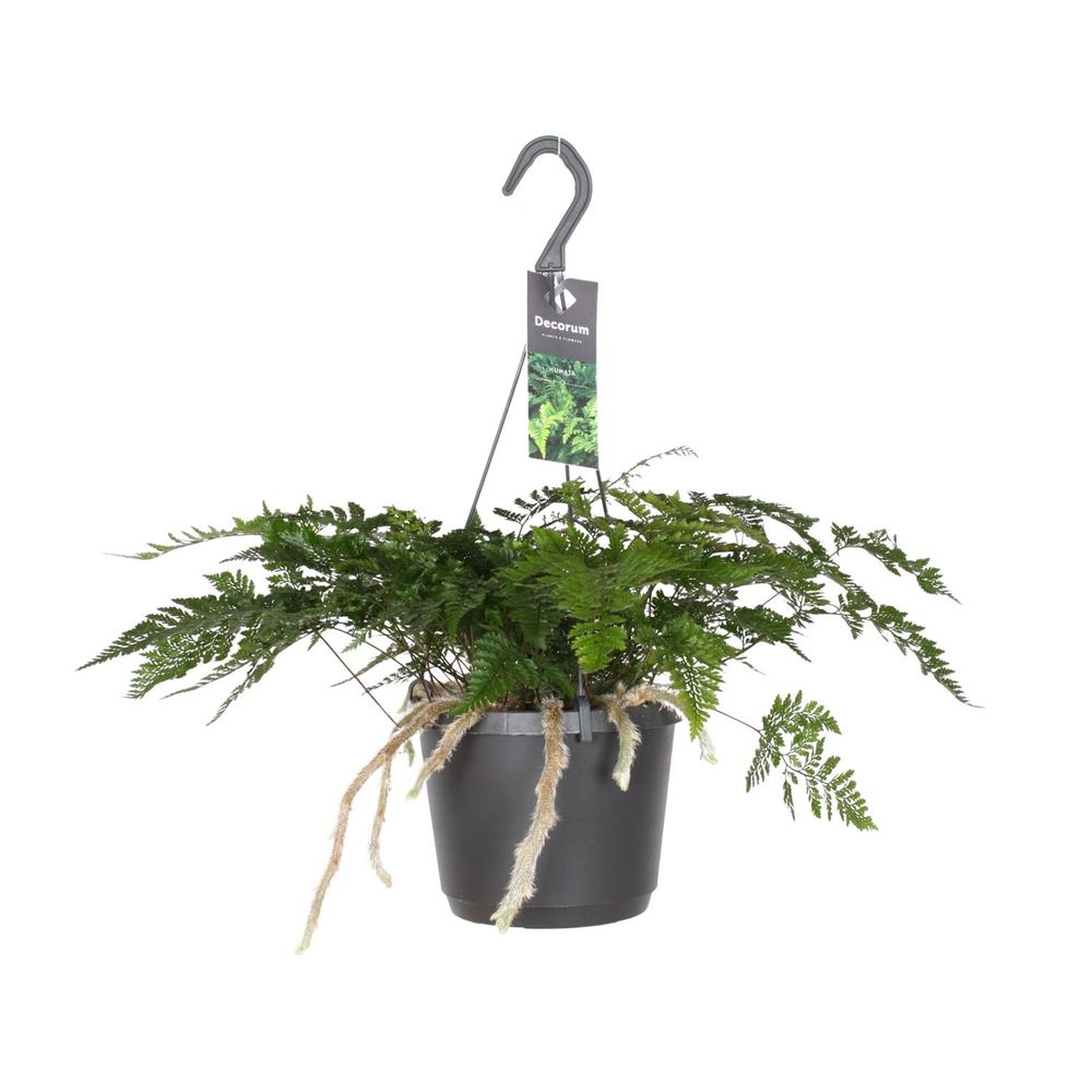 Humata tyermannii - ø17cm - ↕20cm - plantes d'intérieur