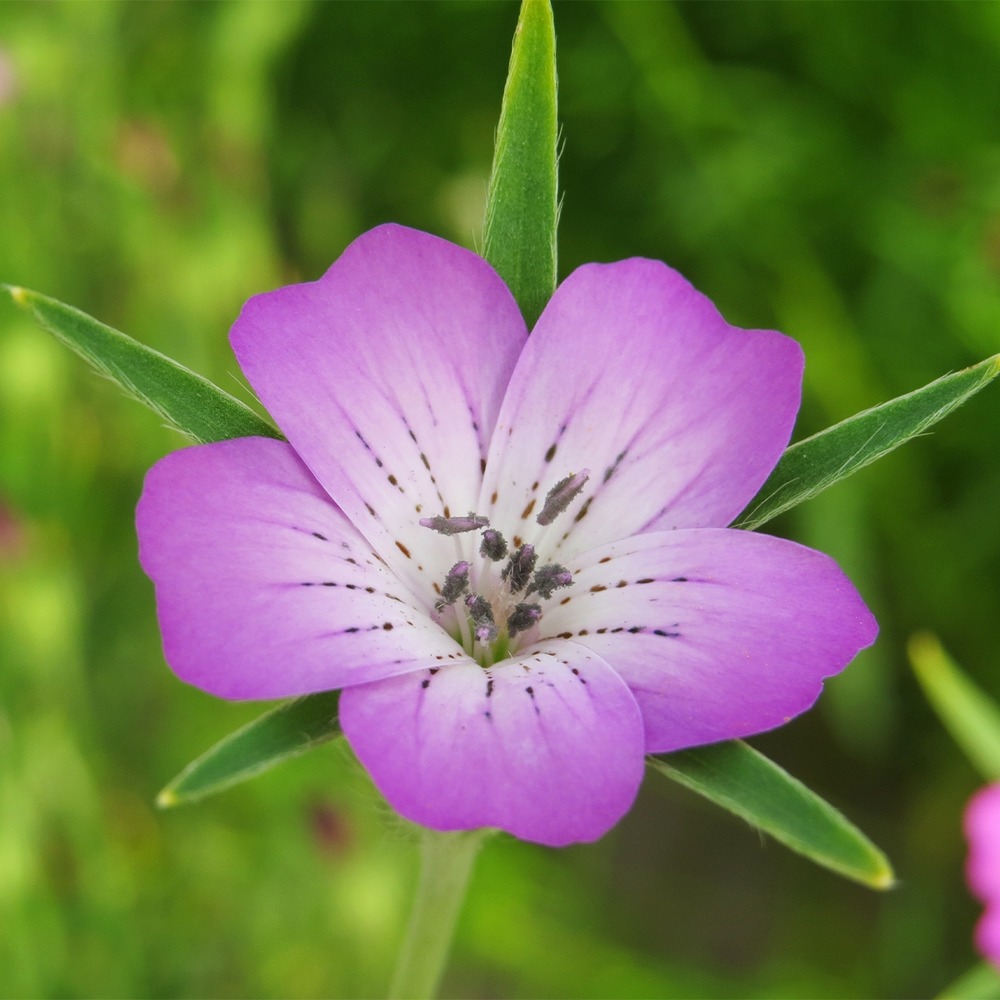 Coquelourde des jardins, nielle des blés sachet de 8g