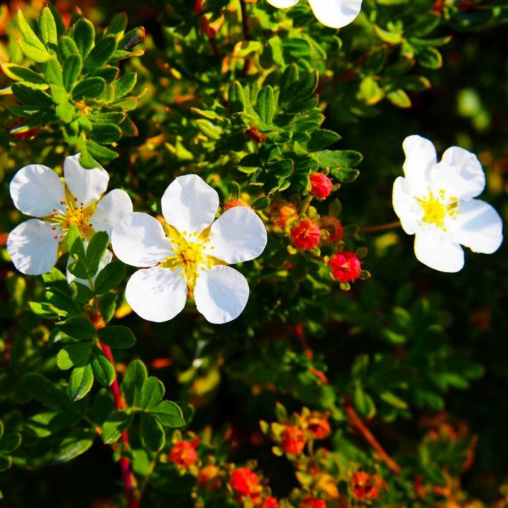 Potentille arbustive 'abbotswood' (potentilla fruticosa 'abbotswood')