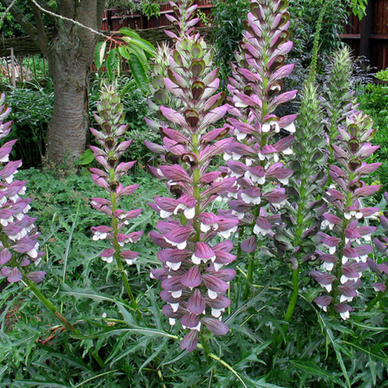 6 x acanthe épineuse - acanthus spinosus - godet 9cm x 9cm