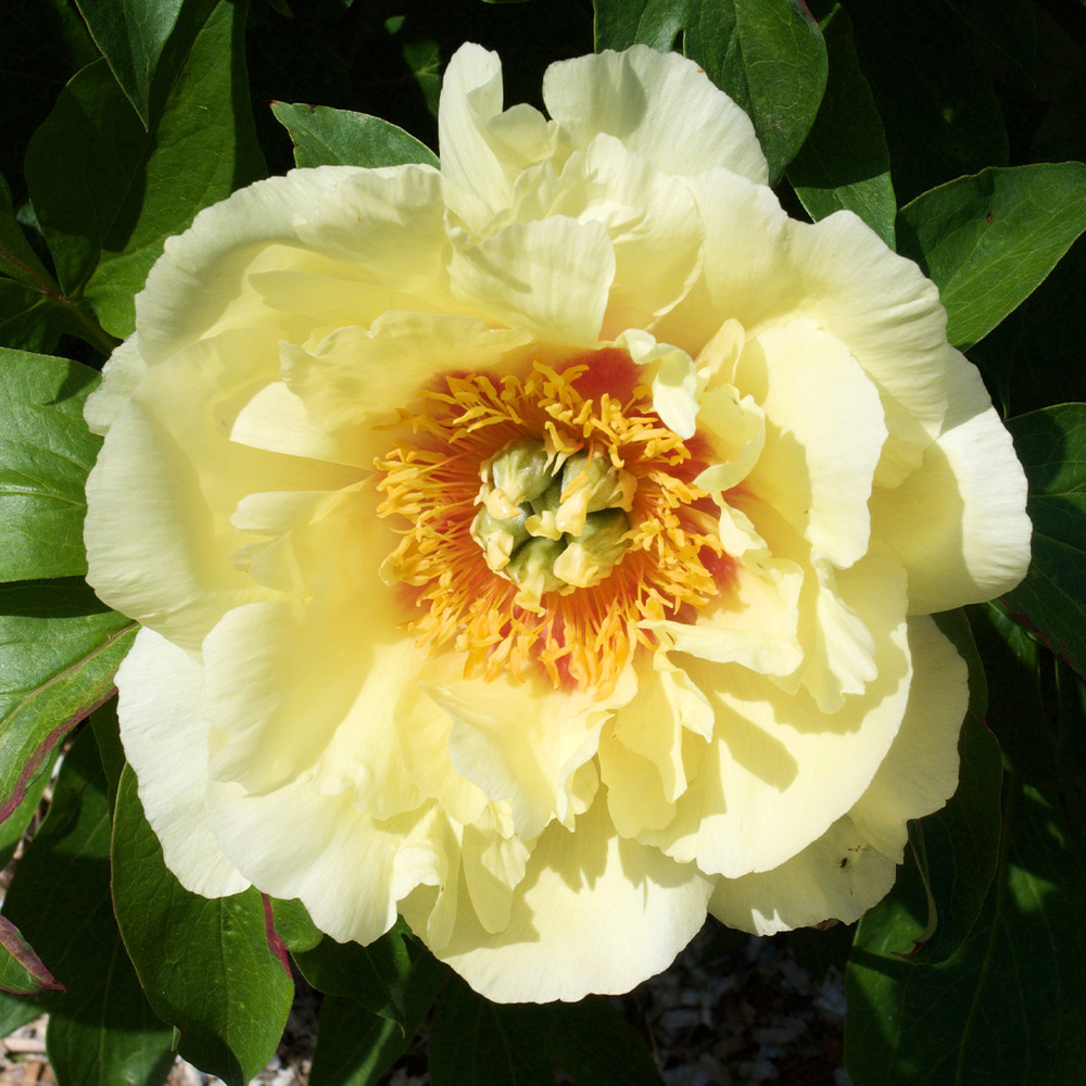 Pivoine itoh 'yellow crown' souche 3/5 yeux