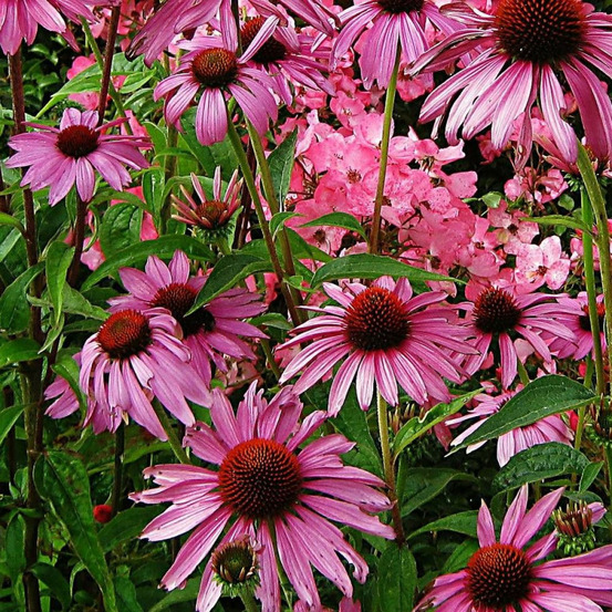 Échinacée purpurea magnus lot de 3 godets