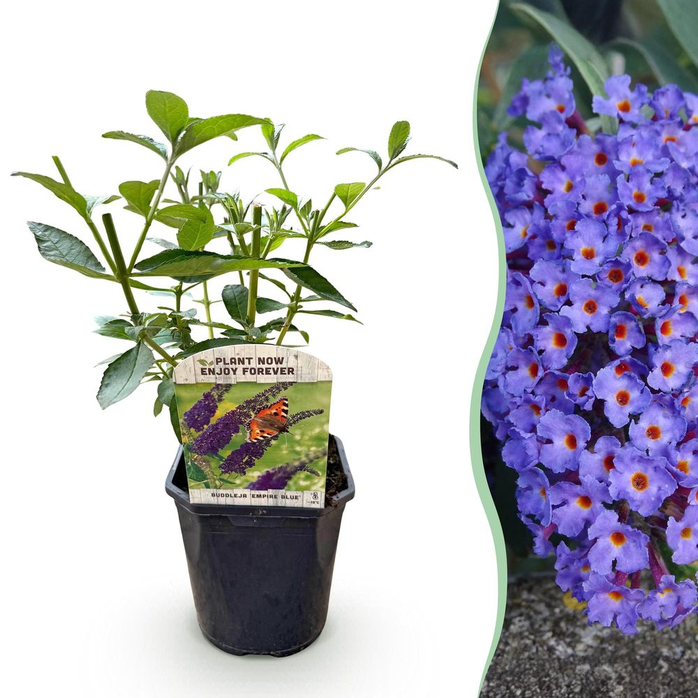 Arbre aux papillons 'empire blue' - pot 17 cm - hauteur 25 cm