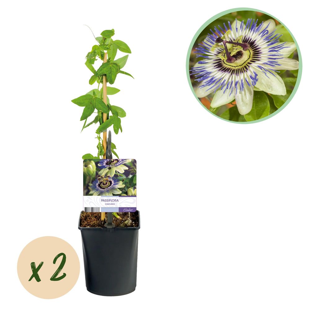Passiflore - lot de 2 - pot 11 cm - hauteur 40 cm