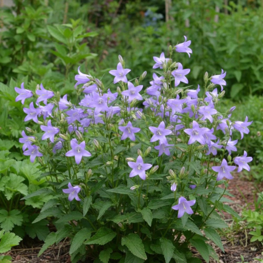 Campanule gantelée lot de 3 godets
