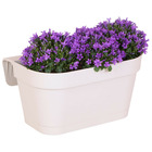 Campanula addenda - campanule violette - jardinière blanche avec 3 campanules en pot de 12cm - vivace rustique