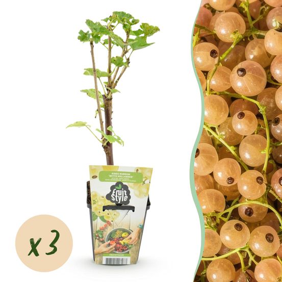 Groseillier 'witte hollander' - pot 9 cm - hauteur 35 cm - plante d'extérieur