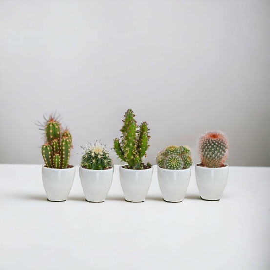 Coffret cactus et ses caches-pots blancs - lot de 5 plantes, h40cm