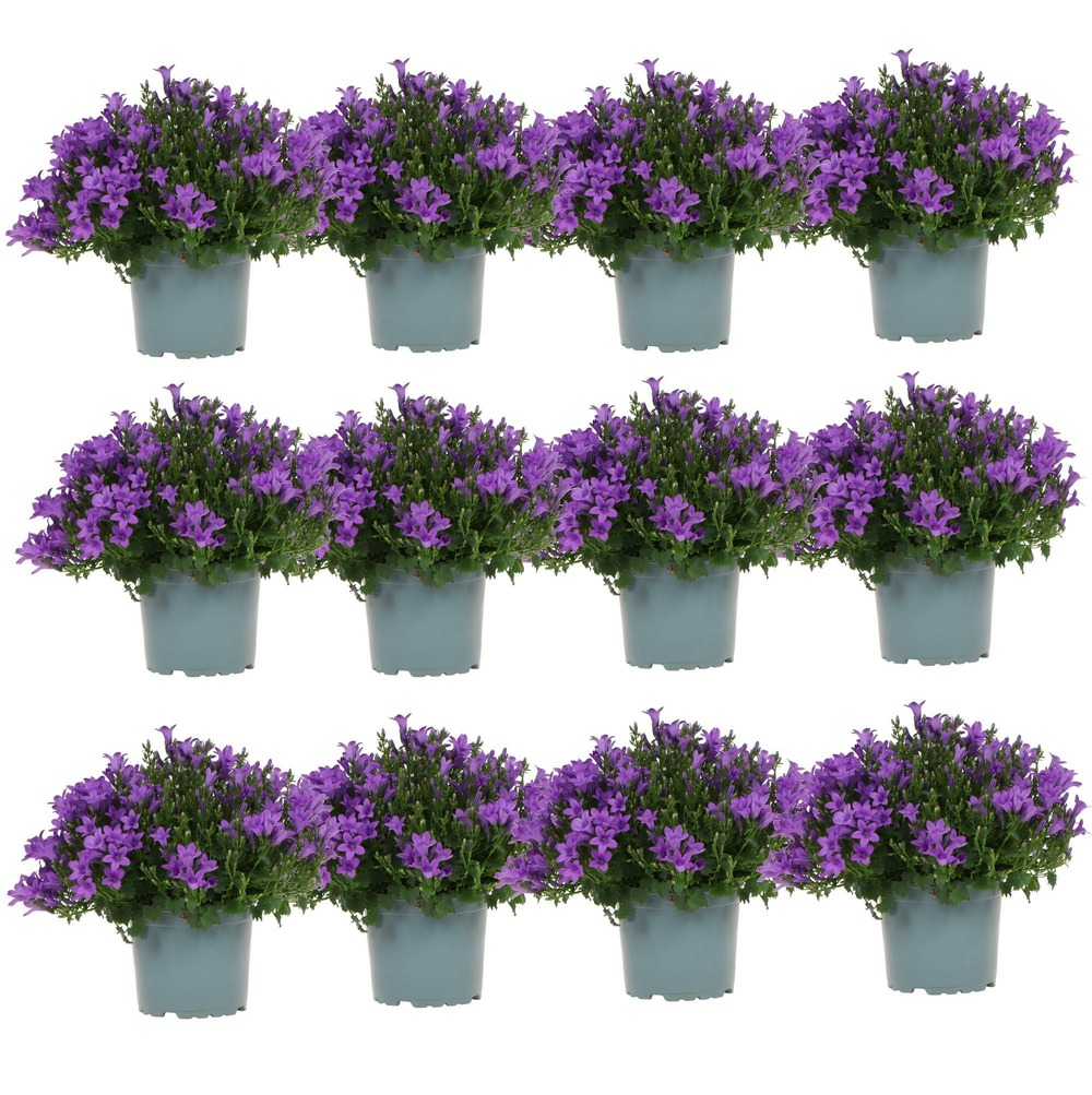 Campanule (campanula) 'addenda'