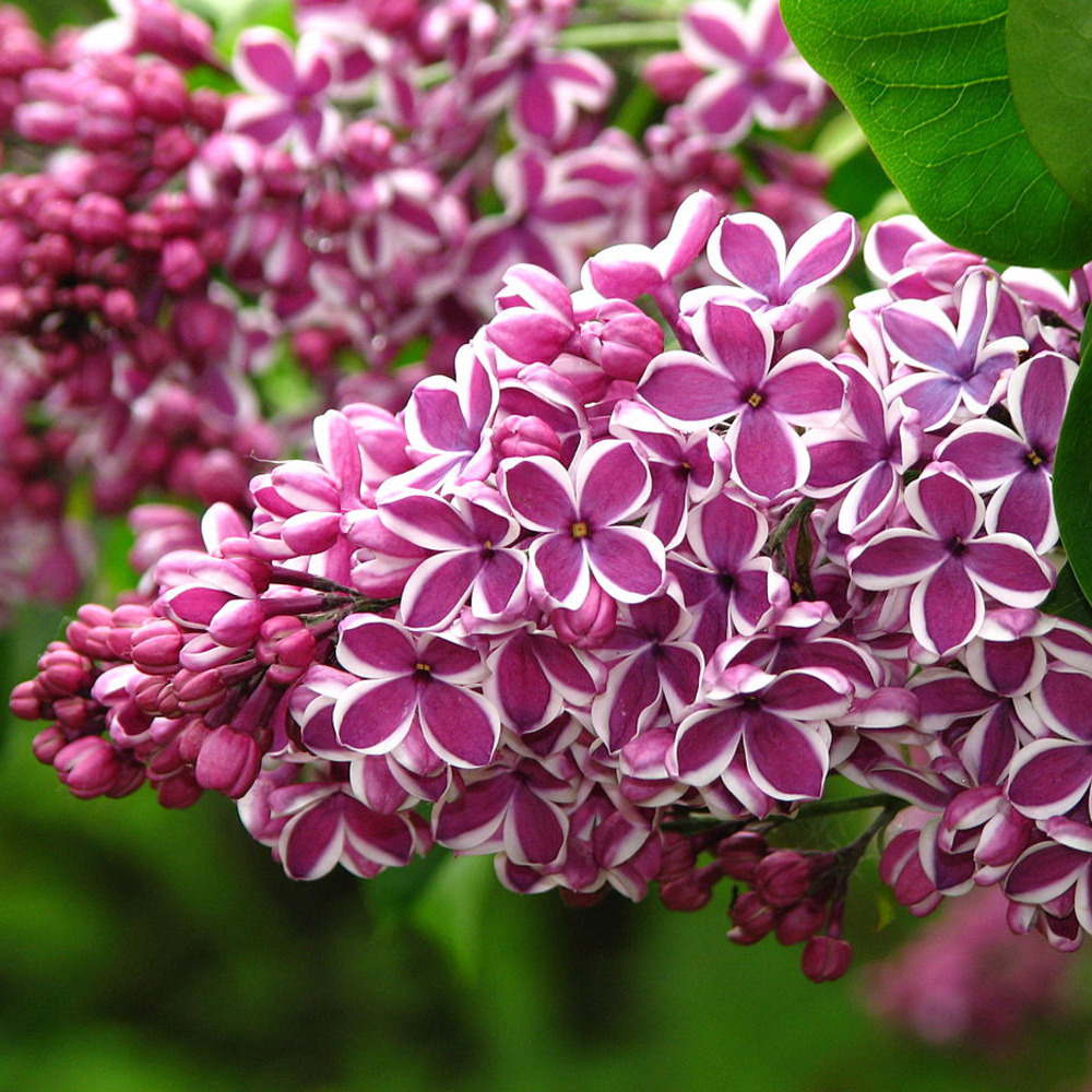 Lilas commun 'sensation' pot de 3l/4l, buisson, 3/4 branches
