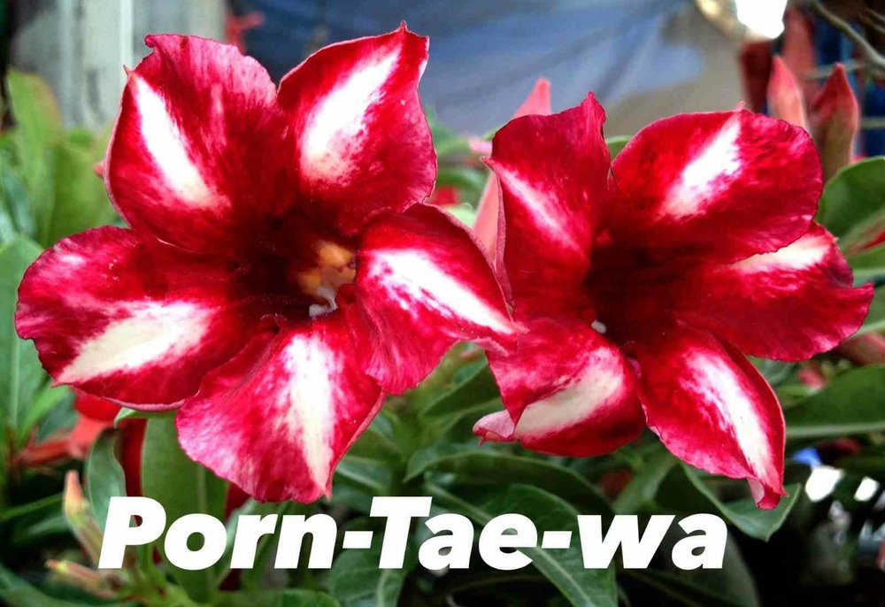 Adenium obesum cv.pornteva caudex d'environ 150g