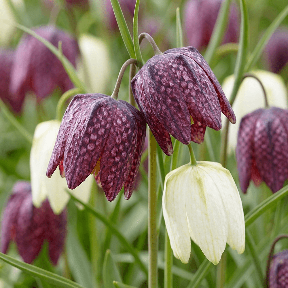 Fritillaire pintade en mélange (fritillaria) - calibre 6/7 - 60 bulbes