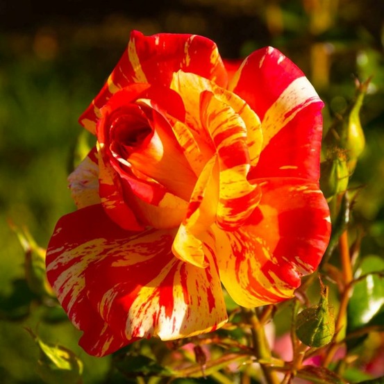 Rosier Grimpant 'Sorbet Fruité'…