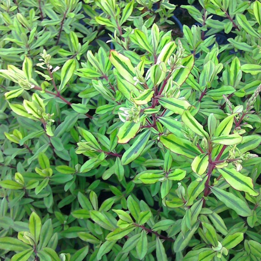 Véronique 'wiri célébration' (hébé wiri 'célébration')