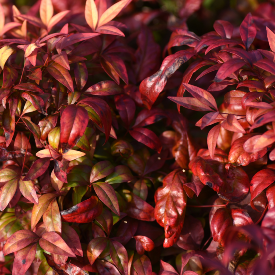 Nandina domestica obsessed - nandina domestica obsessed pot 21cm