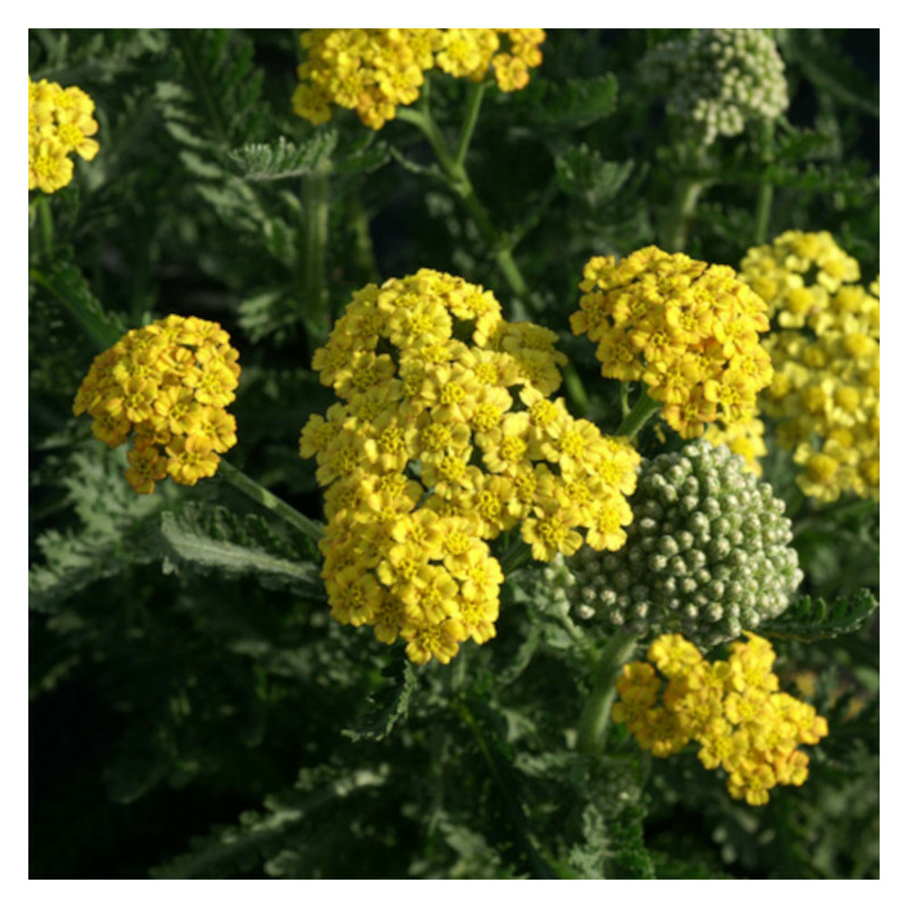 Achillée sunny seduction lot de 3 godets