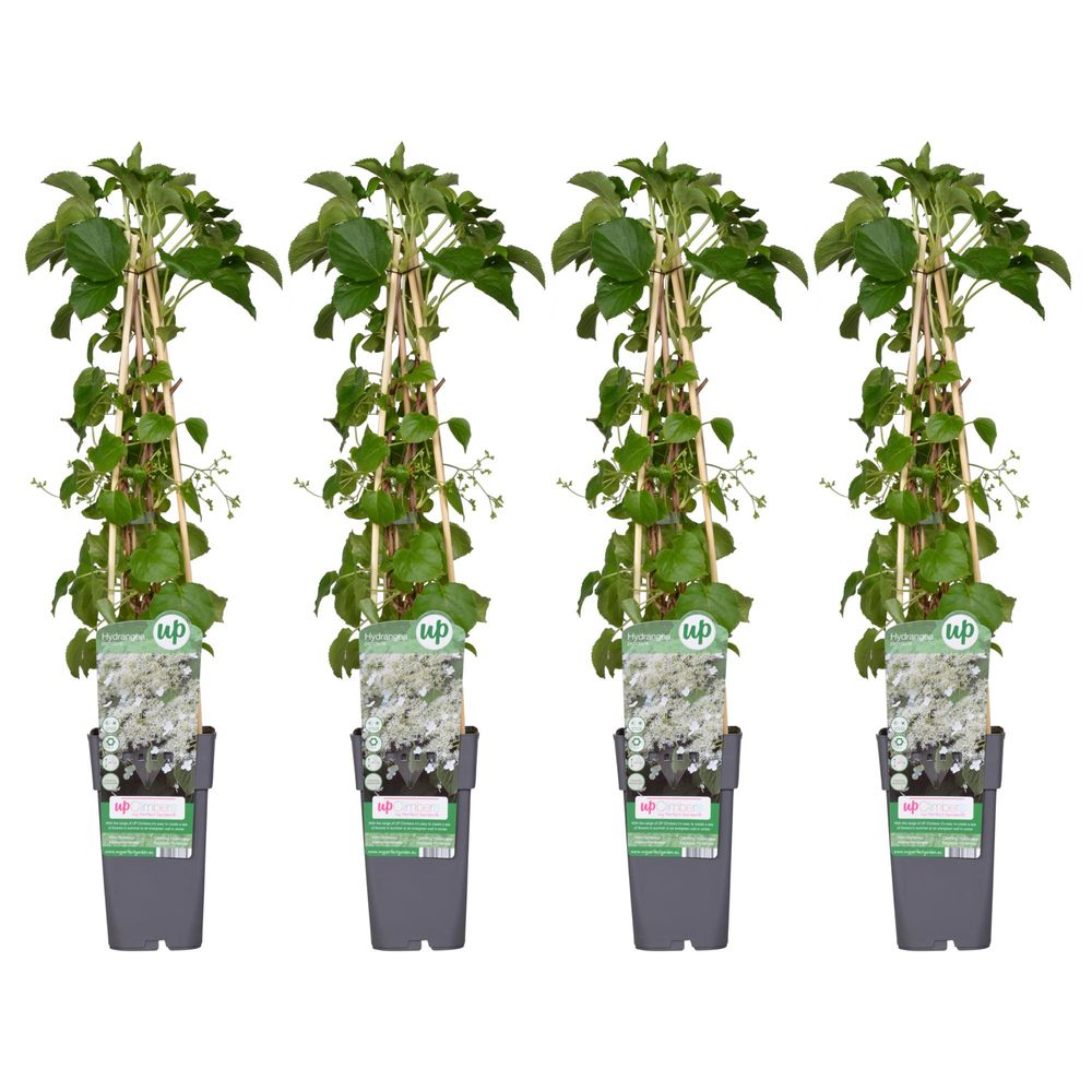 Lot de 4 - hydrangea petiolaris - h65 cm - ø15 cm - plante d'extérieur