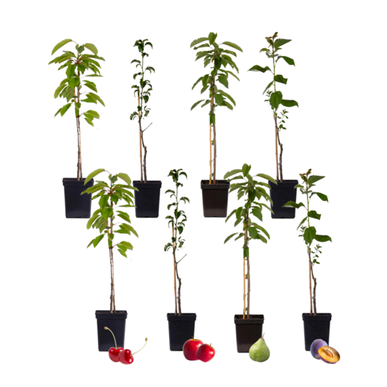 Mélange d'arbres fruitiers - set de 8 - malus, pryus, prunus - h60-70cm - ⌀9cm