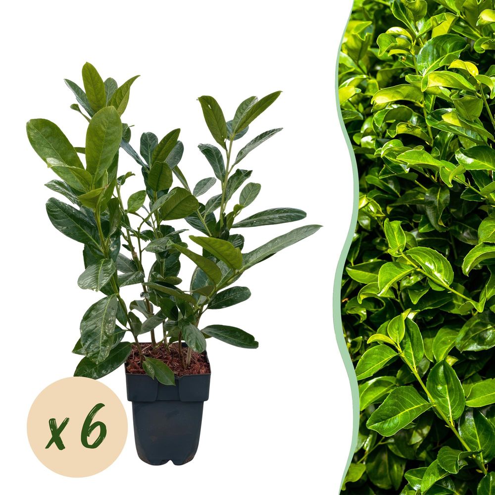 Laurier-cerise rotundifolia - pot 17 cm - hauteur 50 cm
