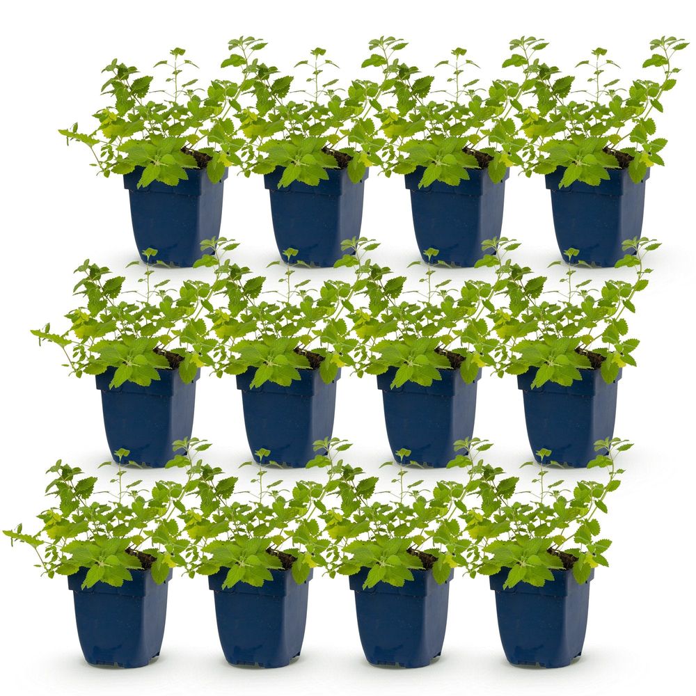Népéta - lot de 12 - pot 11 cm - hauteur 25 cm - plante d'extérieur